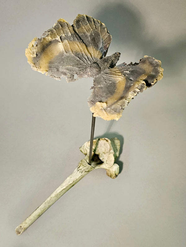 swallowtail on bone